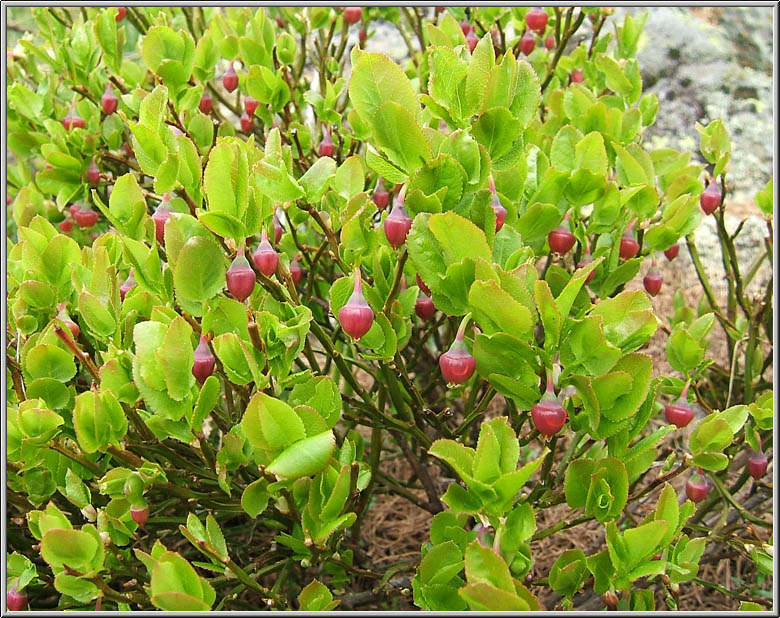 Safari botanico all''Alpe Devero